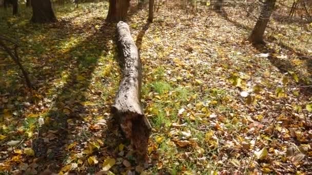 川の近くの森の乾燥した秋の草の上の倒木. — ストック動画