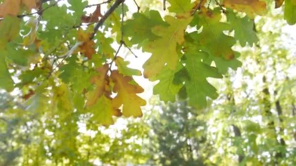 Närbild av eklöv på en skog bakgrund i solljus. — Stockvideo
