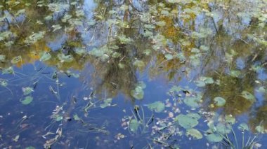 Su zambaklı su dokusu ve sonbahar ağaçlarının yansıması..