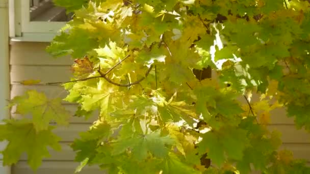 Желтый и зеленый кленовые листья на ветвях дерева, качающиеся на ветру при солнечном свете. — стоковое видео