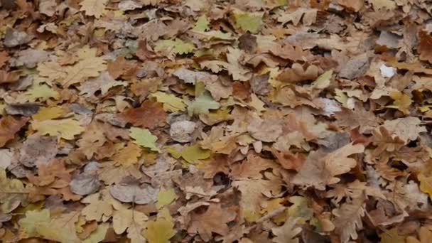 Närbild av fallna eklöv på marken på hösten. — Stockvideo