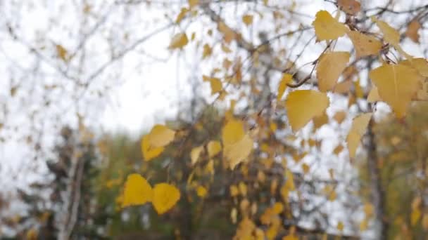 Detailní záběr větve se žlutými podzimními listy na pozadí stromů a oblohy. — Stock video