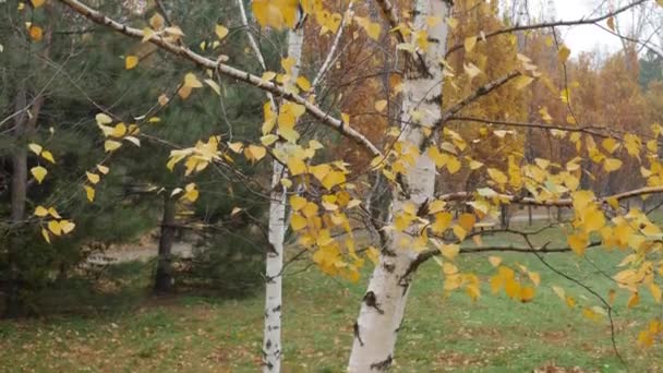 가을에 골목을 따라 나무 뒤에 노란 잎이 달린 나무늘보. — 비디오