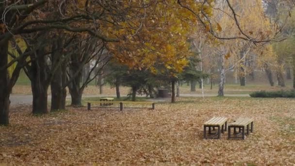 Höstbakgrund - bänkar i parken på hösten under stora gula ekar med fallna löv. — Stockvideo