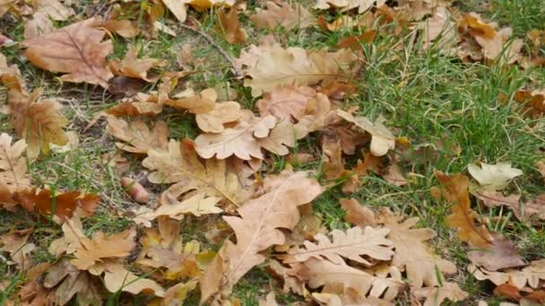 乾燥した黄色のオークの葉緑の草の中の清算でにきびがあります。. — ストック動画