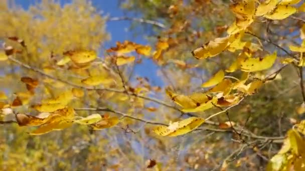 Primer plano de una rama de árbol con hojas amarillas contra un cielo azul en otoño. — Vídeo de stock