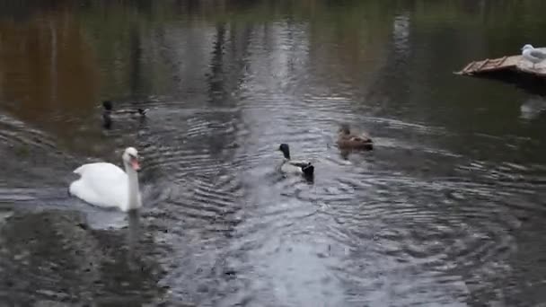 Witte zwanen, eenden en draken zwemmen in het water in de vijver in het park. — Stockvideo