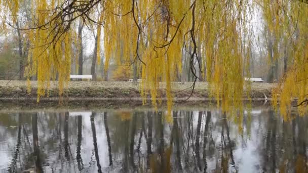 Płaczące gałęzie wierzby nad stawem na tle parku z drzewami i ławkami w pobliżu alejki jesienią. — Wideo stockowe