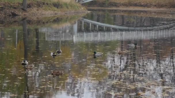 Een vijver met eenden en draken drijvend op het water bij de kust met de reflectie van de brug in het water. — Stockvideo