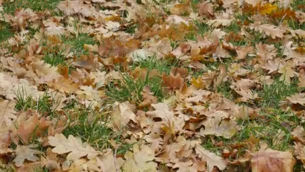 Närbild av torra fallna gula eklöv på en äng i gräset. — Stockvideo