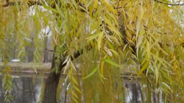 Close-up of branches of weeping willow with yellow leaves over water in musim gugur. — Stok Video