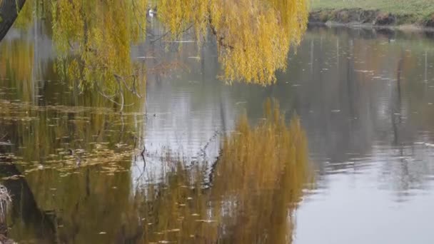 Podzimní pozadí - plačící vrba se žlutými listy na větvích nad jezerem v parku. — Stock video