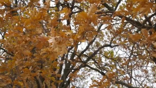 Chêne aux feuilles jaunes en automne contre le ciel. — Video