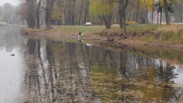 Sonbaharda parkta gölet, su üzerinde sarı yapraklar ve yol boyunca ağaçlar. Kıyıda bir balıkçı gölde balık tutuyor. Adam sonbahar manzarasının tadını çıkarıyor.. — Stok video