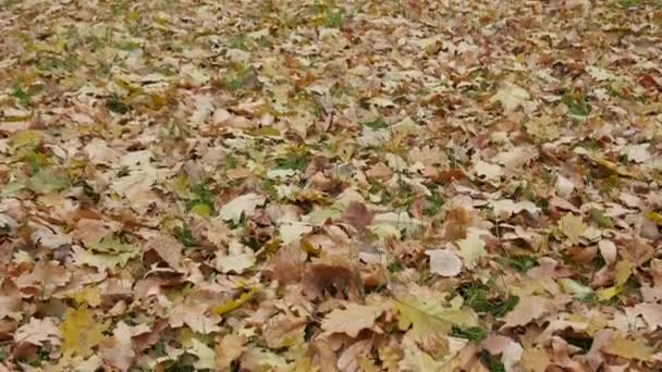 乾燥した黄色のオークの葉は緑の草の中で清算. — ストック動画