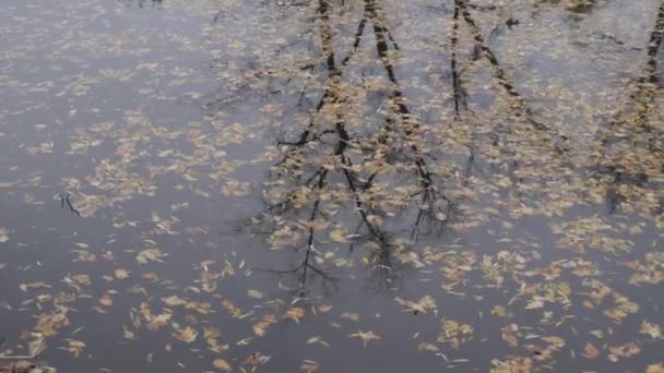 Folhas de outono na lagoa. Muitas folhas caídas no outono na água da lagoa com o reflexo das árvores. — Vídeo de Stock