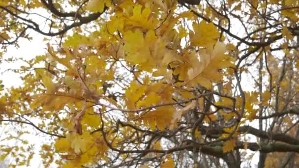 Detailní záběr větve s nažloutlými dubovými listy na podzim na pozadí oblohy. — Stock video