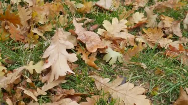 Acorns and dry fallen yellow oak leaves in a clearing in green grass. — Stock Video