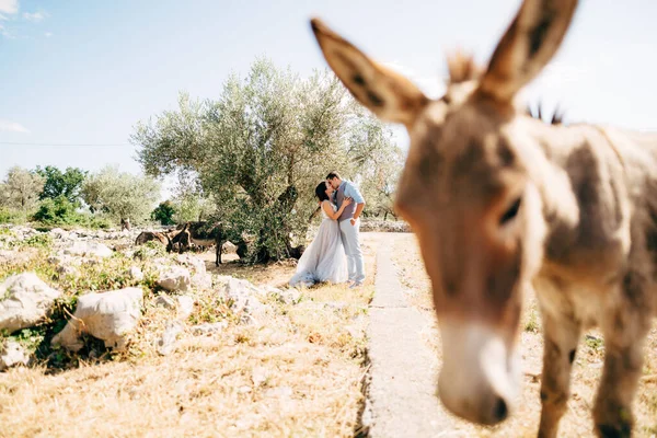 Mariée et marié câlins et baisers dans l'oliveraie. mignons ânes à côté d'eux. âne curieux au premier plan — Photo