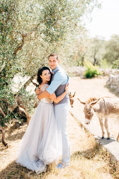 Menyasszony és vőlegény ölelés olíva ligetben, aranyos szamarak mellettük — Stock Fotó