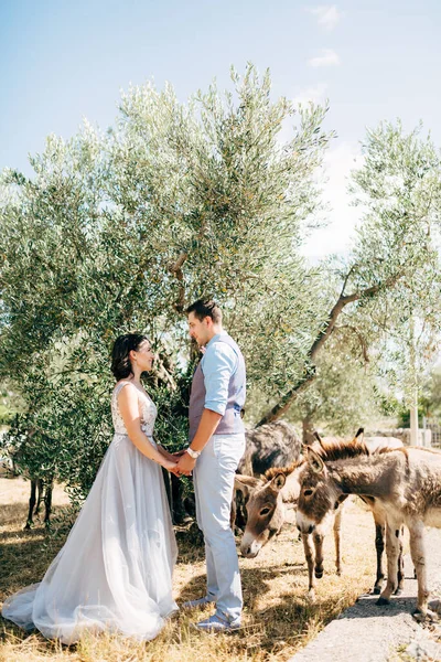 Menyasszony és vőlegény Olive Grove-ban, nézik egymást és egymás kezét fogják aranyos szamarak mellettük — Stock Fotó