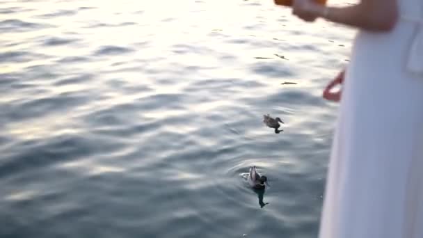 Una chica se para en el muelle y alimenta a los patos — Vídeo de stock