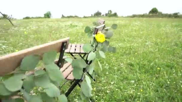 Local do casamento, cadeiras decoradas com flores fora — Vídeo de Stock