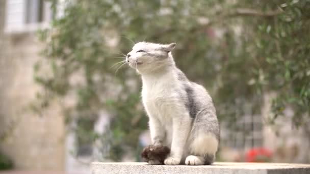 猫は唇を舐めて頭を振る — ストック動画