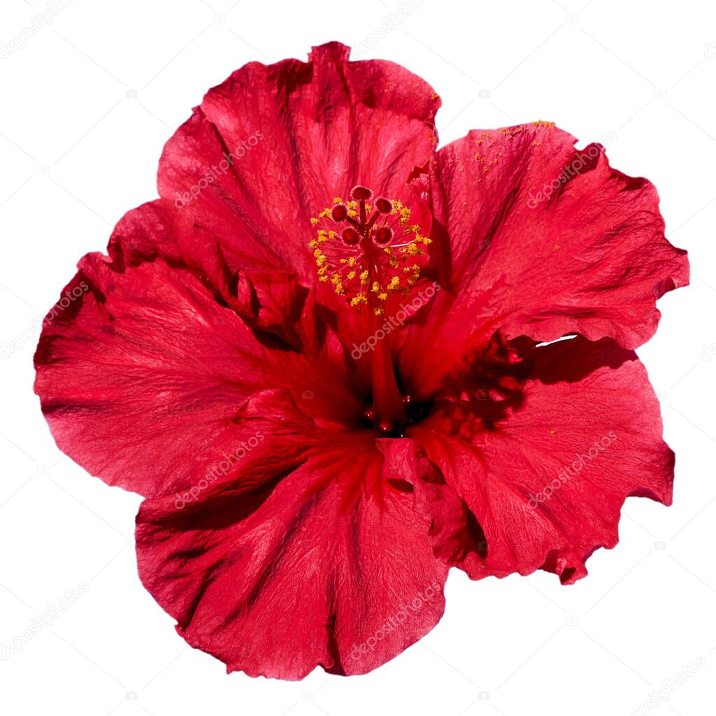 Isolated hibiscus flower on a white background from top view. Creative flower design