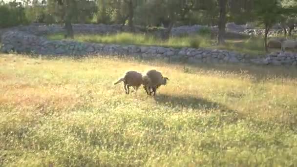 Les moutons paissent et courent sur l'herbe dans l'oliveraie — Video