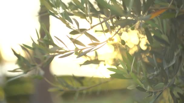 Jeunes olives sur les branches d'un olivier dans un bosquet — Video