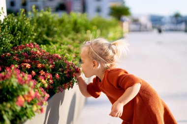 Küçük kız güneşli bir günde parkta kırmızı çiçekler kokluyor.
