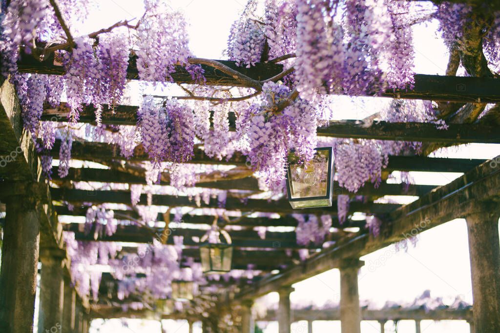 Lilac wisteria on a wooden arch with lanterns on the columns.