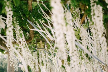 Wisteria 'da bir kemerin üzerindeki sokak lambası yaprakları beyaz çiçeklerle doludur..