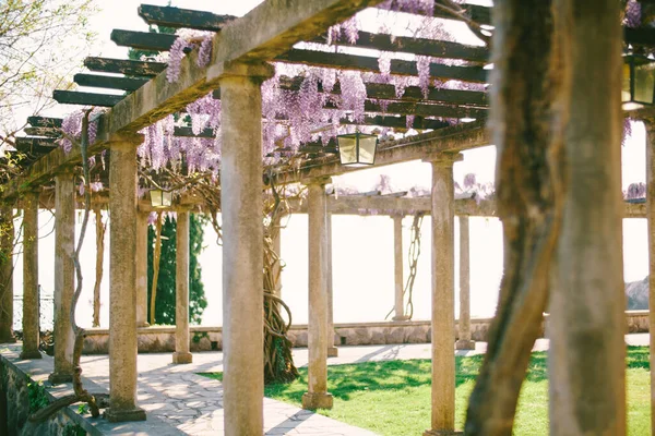 Un antiguo arco con columnas de piedra y vigas de madera con glicinas sinuosas. — Foto de Stock