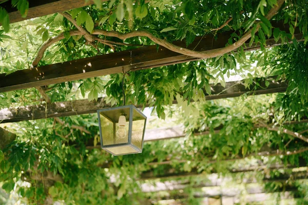 Metalen hangende lantaarn op houten balken van een boog in groene wisteria bladeren. — Stockfoto