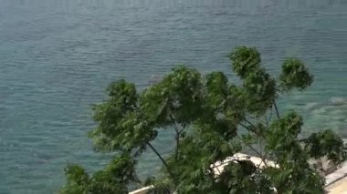 Ağaçların yemyeşil yaprakları kayalık sahilde rüzgarda sallanıyor.