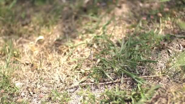 Uma borboleta pequena bonito com asas azuis macias senta-se em uma lâmina de grama e depois voa para longe — Vídeo de Stock