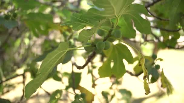 Ramas de una higuera con hojas anchas y frutos verdes, rayos de sol que pasan a través del follaje — Vídeo de stock