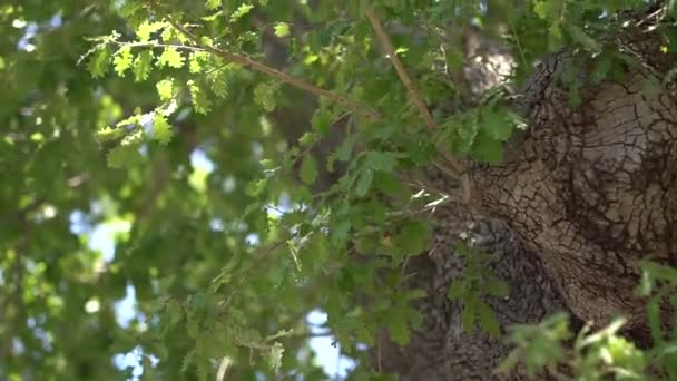 Tree trunk, rays of light make their way through lush young foliage — Stockvideo