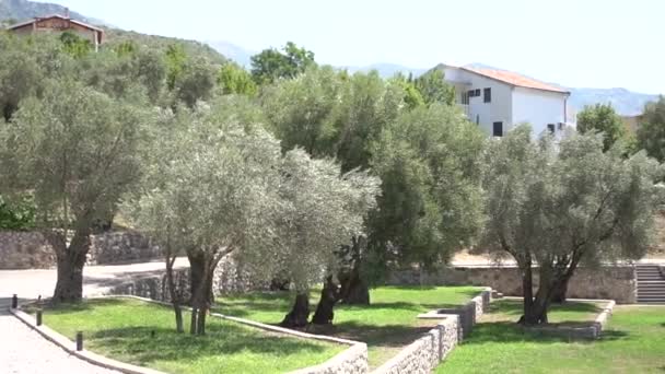 Piękny dziedziniec z drzewami oliwnymi w Czarnogórze — Wideo stockowe