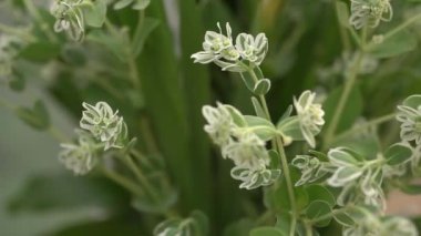 Bir buket beyaz çiçek, düğün dekorasyonunun bir parçası.