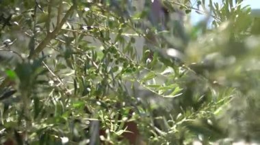 Olgunlaşmış zeytin dalları, güneş ışığıyla yıkanmış.