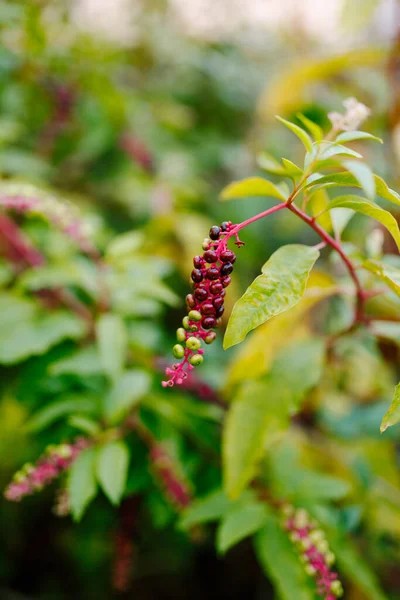 Lakonos American Phytolacca americana primo piano con foglie gialle. — Foto Stock