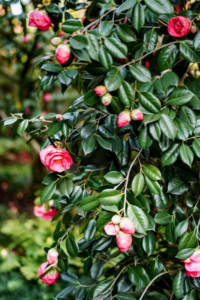 Close-up of a bush of pink camellia with green leaves in the garden. — Stock Photo, Image