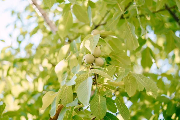 Walnoot vruchten op een tak in groene bladeren op een zonnige dag. — Stockfoto