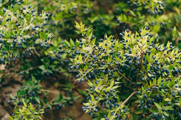 Arbustos Myrtus communis con muchas bayas azules pequeñas entre las hojas. — Foto de Stock