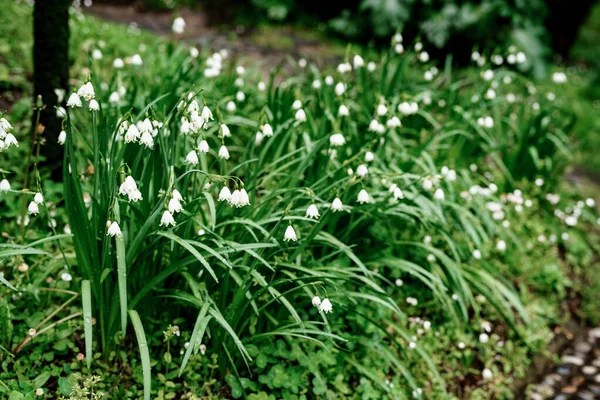 Summer white flower with white bells on green grass.