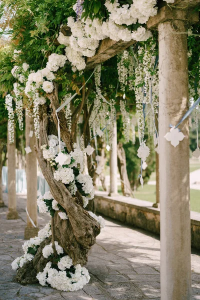 Wisteria putih dengan kelompok besar bunga di palang oleh kolom. — Stok Foto