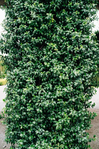 A tall green bush with small leaves winds around a column. — Stock Photo, Image